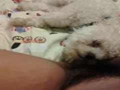 A hairy beaver-wielding dirty bitch forces her small white puppy to lick her filthy pussy.